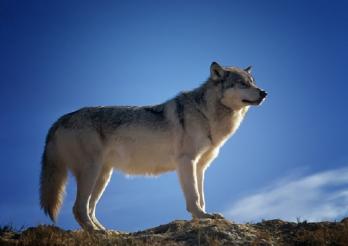 Loup - Wolf