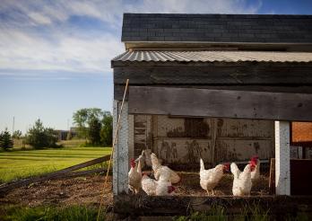 Das Photo zeigt Hühner in einem Hühnerstall