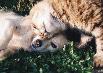 Das Photo zeigt eine Katze und einen Hundewelpen im Gras liegend