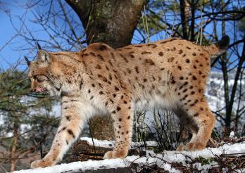 Eurasische Luchs (Lynx lynx)
