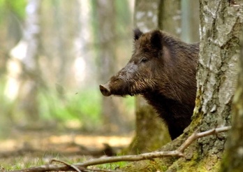 Sanglier d'Europe (Sus scrofa)