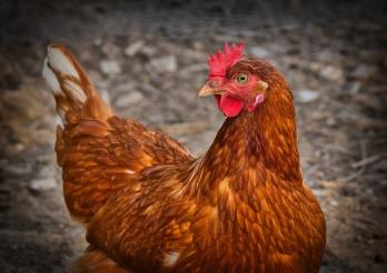 La volaille domestique doit être séparée strictement des oiseaux sauvages pour empêcher la propagation de la grippe aviaire.