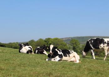 La diarrhée virale bovine (BVD) touche le monde agricole depuis plusieurs années. 