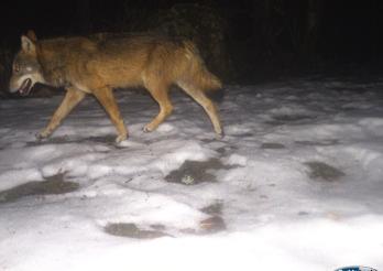 Foto eines Wolfs, aufgenommen vom WNA am 30. Januar 21 