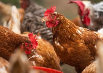 Les mesures les plus strictes pour éviter la propagation de la grippe aviaire sont désormais levées.