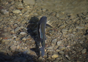Un ombre de rivière (Thymallus thymallus) sur frayère