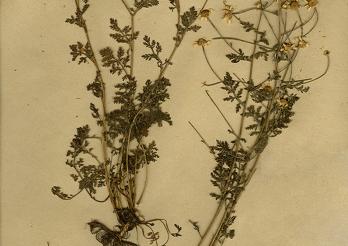 Planche d'herbier de la Collection Franz Joseph Lagger