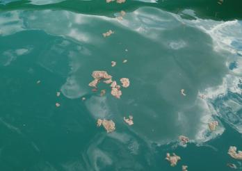 Cyanobactéries, La Roche, port de la Serbache, juillet 2022