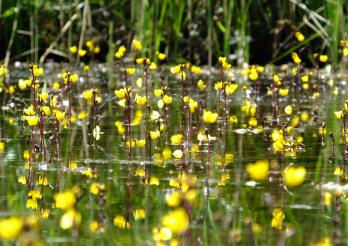 Blüten des Gewöhnlichen Wasserschlauchs in einem Teich