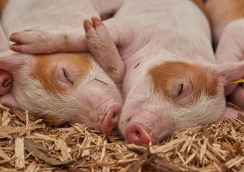 Der Hygienezustand von Schweinen spielt eine wichtige  Rolle für den Verlauf der Krankheit