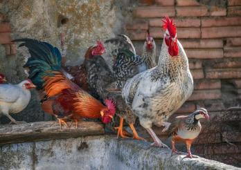 Graureiher und Pfau mit Vogelgrippe 