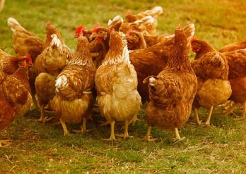 Mesures de lutte contre la grippe aviaire