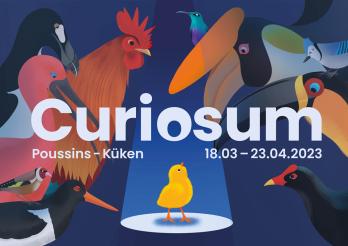 Poussins 2023 - Curiosum