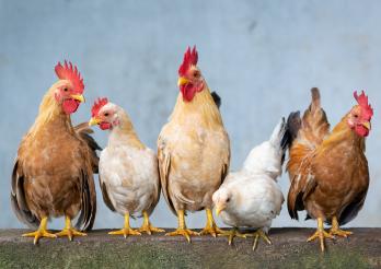 Levée des mesures de grippe aviaire mais la prudence reste de mise
