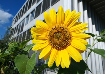 Tournesol devant le Service de l'environnement