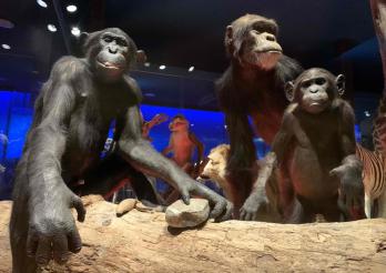 Bonobos - Salle des Vertébrés du Monde