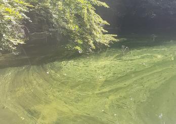Cyanobakterien, Schiffenensee, September 2023