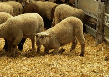 Moderhinke bei Schafen und Ziegen