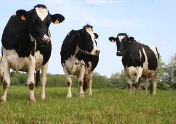Schutz des Viehbestands vor Tierseuchen