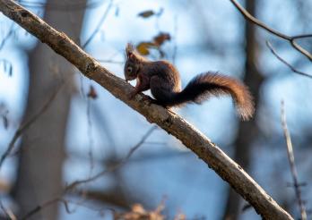 Ein Eichhörnchen beim morgendlichen Sonnenbad 