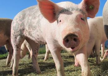 Afrikanische Schweinepest: Die Schweiz trifft  Vorsorgemassnahmen 