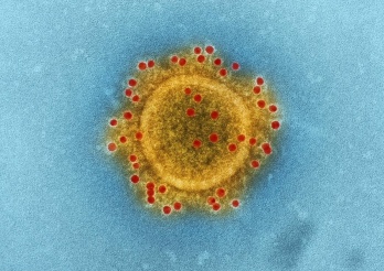 Maladies infectieuses