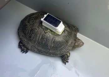 Sumpfschildkröte mit GPS-Tracker