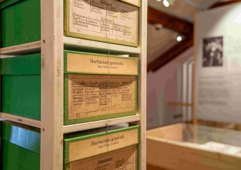 Boîtes d'herbiers des collections du musée
