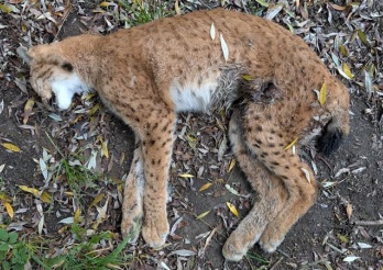 Braconnage lynx