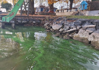 Cyanobactéries dans le lac de Morat, novembre 2025