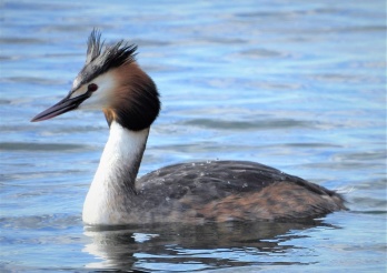 Grippe aviaire chez un grèbe huppé