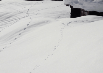 Traces dans la neige
