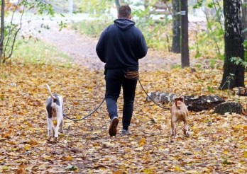 Chiens tenus en laisse en forêt