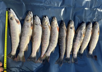 Fischsterben infolge der Verschmutzung eines Gewässers