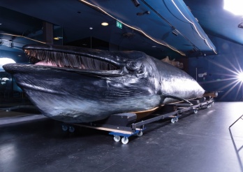 La baleine du musée a été restaurée en 2026.