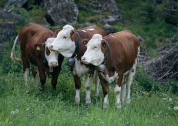 Neues Orthobunyavirus der Simbu-Serogruppe bei Rindern
