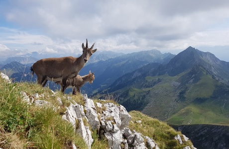 Bouquetin des Alpes (Capra ibex)