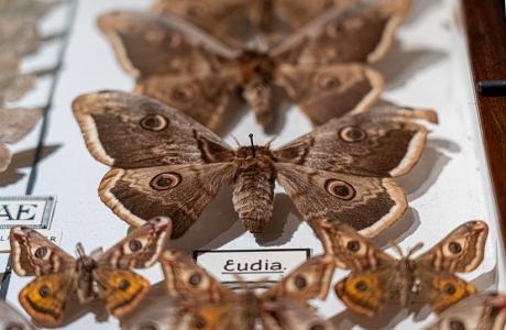 Papillons de nuit - #2 Biodiversité Fribourg / Collection Tobie de Gottrau