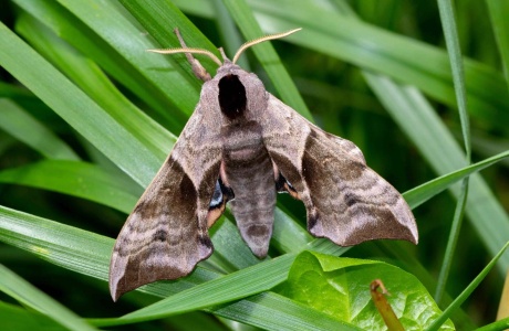 Das Abendpfauenauge (Smerinthus ocellata) ist ein in der Schweiz bedrohter Nachtfalter. 