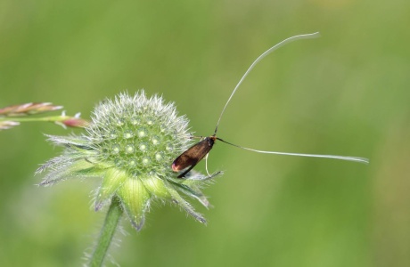 Adèle de la scabieuse mâle (Nemophora metallica) 