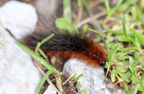Chenille de l’Ecaille martre (Arctia caja) 