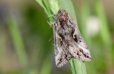 Le Gamma (Autographa gamma) 