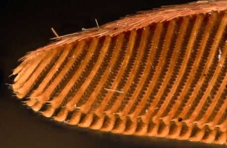 Detail eines Fühlers eines Eichenspinners (Lasiocampa quercus) 