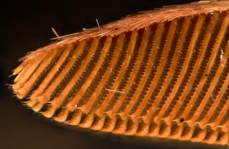Detail eines Fühlers eines Eichenspinners (Lasiocampa quercus) 