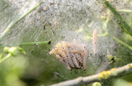 Raupen der Pfaffenhütchen-Gespinstmotte (Yponomeuta cagnagella) 