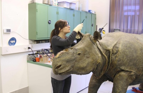 Evelyne Rotzetta restauriert das Ohr des Nashorns, 2016
