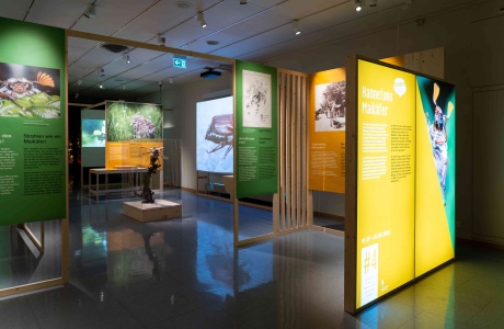 Hannetons - #4 Biodiversité Fribourg