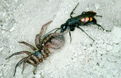 L’araignée paralysée est tirée par la guêpe pompile (Anoplius viaticus) jusqu’à son trou