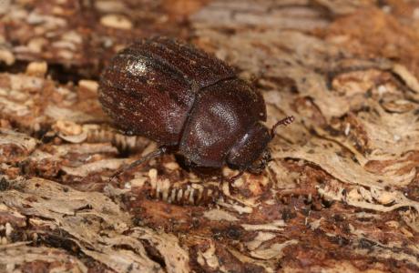  Der Schwarzbraune Kurzschröter (Aesalus scarabaeoides) gilt europaweit als gefährdete Käferart. Ein Exemplar wurde  2019 im Broyebezirk gefunden.