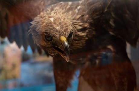 Die Vögel und ihre Lebensräume - #5 Biodiversität Freiburg 